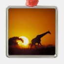 Search for african safari ornaments Sunset