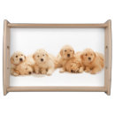 Search for golden retriever with cake Puppy