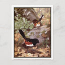 Search for vintage bird postcards Wildlife