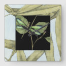 Search for dragonfly clocks Black