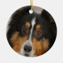 Search for sheltie ornaments Pet