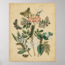 Search for butterfly posters Botanical