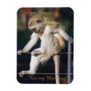 Search for funny squirrel sayings magnets Silly
