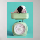 Search for french bulldog decor Humor