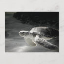 Search for turtle postcards Sea