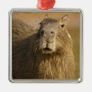 Search for capybara ornaments South america