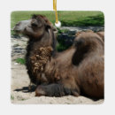 Search for camel ornaments Mammal