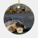 Search for sea turtle ornaments Leatherback