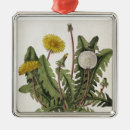 Search for dandelion ornaments Botanical