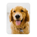 Search for golden retriever magnets Puppy