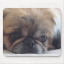 Search for pekingese gifts Pet