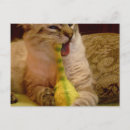 Search for orlando postcards Cat