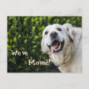 Search for new puppy announcement postcards We have moved