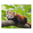 Search for red panda puzzles Wildlife