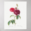 Search for vintage rose posters Elegant