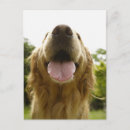 Search for golden retriever postcards Nose