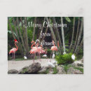 Search for merry christmas from florida postcards Birds