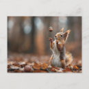 Search for acorn postcards Squirrel