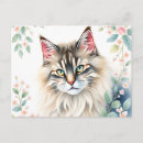 Search for norwegian forest cat Portrait