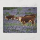 Search for texas bluebonnet postcards Field