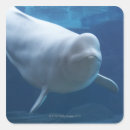Search for beluga whale crafts party Animals