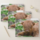 Search for highland cow office supplies Cattle