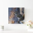 Search for animal clocks Squirrel