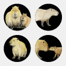 Search for capybara gifts Wild