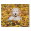 Search for goldendoodle puzzles Animal