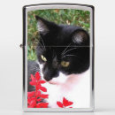 Search for cat lighters Black and white cat