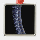 Search for spine ornaments Medical