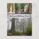 Search for redwood national park postcards Redwoods