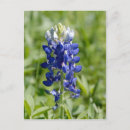 Search for texas bluebonnet postcards Floral