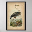 Search for vintage bird art Ornithology