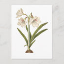 Search for vintage botanical postcards Botany
