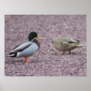 Search for mallard duck painting posters Photography