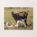 Search for baby goat toy games Farm