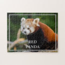 Search for red panda puzzles Cute