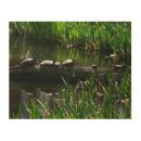 Search for snapping turtle Nature