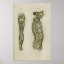 Search for human body organs Anatomical