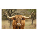 Search for longhorn posters Farm