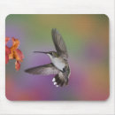 Search for hummingbird mousepads Adam jones