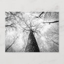 Search for black and white photography postcards Tree