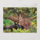 Search for denali alaska postcards Wildlife