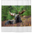 Search for moose shower curtains Wildlife