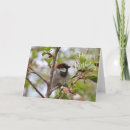 Search for sparrow cards Wildlife
