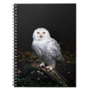 Search for snowy owl gifts Bubo scandiacus