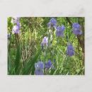 Search for tennessee postcards Nature