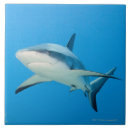 Search for shark tiles Danger