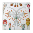 Search for ocean life tiles Animals